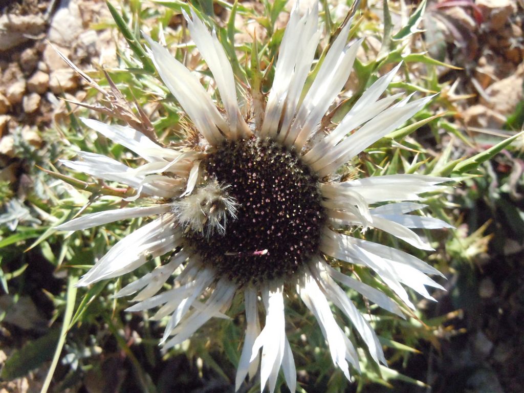 Colle Rotondo(AQ): Carlina acaulis L. subsp. caulescens